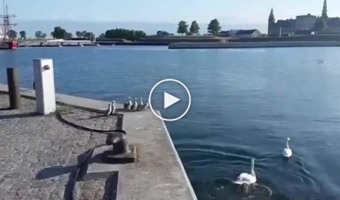 Первый пробный заплыв. Лебеди учат своих детей плавать