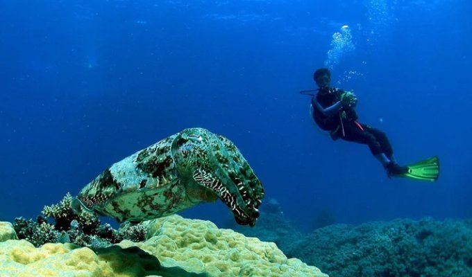 The Cuttlefish: A Genius Creature Handed Nature's Most Unfair Fate (9 Photos)