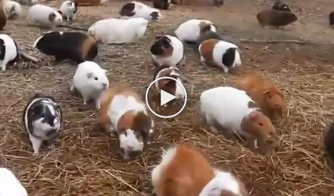 What hundreds of guinea pigs sound like