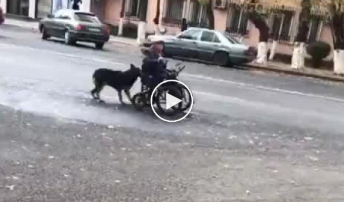 Собака помогает инвалиду
