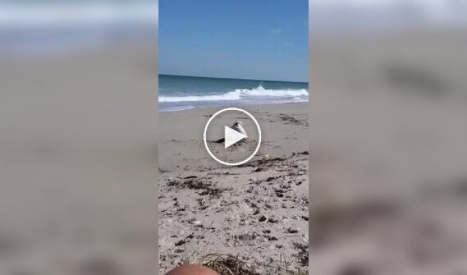 Пес увлеченно копает яму на пляже