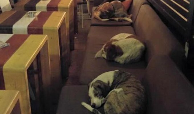 В греческом городе Митилини собакам разрешают спать прямо в кофейне (3 фото)