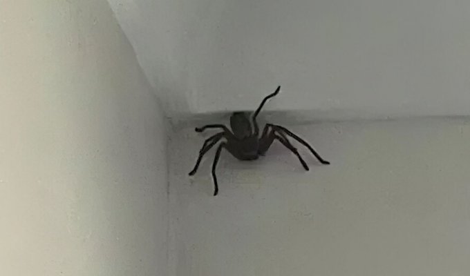 A resident of Australia found a giant spider on the ceiling (3 photos)