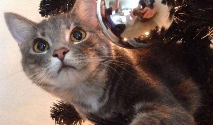 Коты против Рождества или почему новогодние праздники являются любимым временем кошачьих (21 фото)