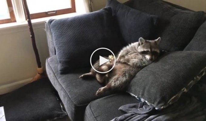 When your life is good! Raccoon eats popcorn and watches TV