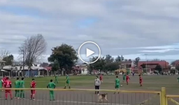 В Чили собака выбежала на поле и забила гол