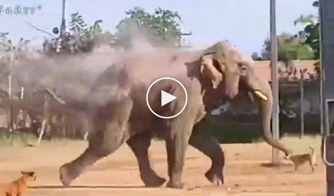 An elephant, while robbing a private home, stumbled upon dogs and barely escaped