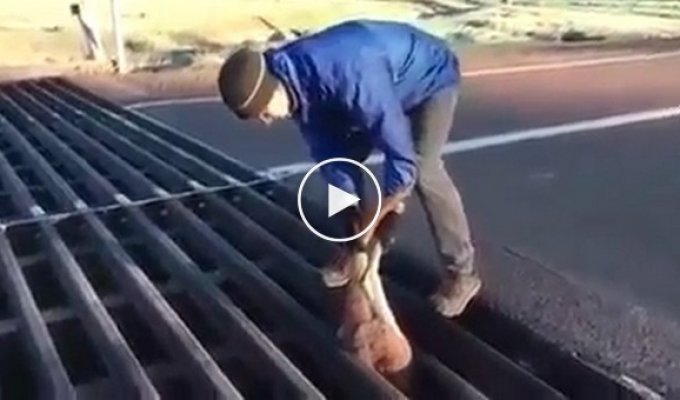 Австралиец решил помочь бедному кенгуру