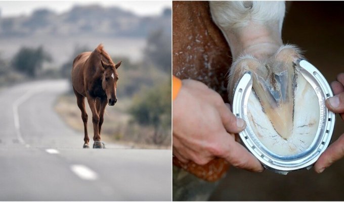 Why do horses need horseshoes? (7 photos)