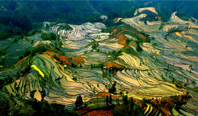 15 самых чарующих снимков рисовых полей (16 фото)