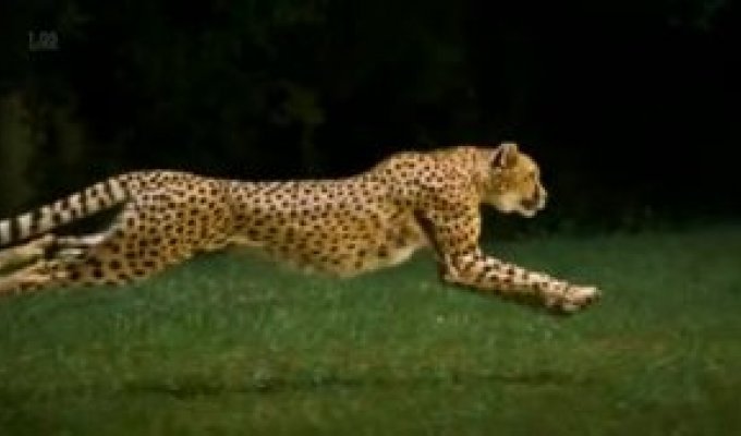 Гепард развивает до 75 км в час за 2 секунды
