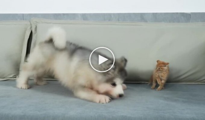 Дружба без границ: Смешной щенок и маленький котенок