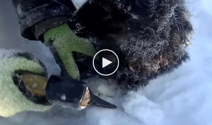 Спасение замерзающего щенка на Ямале