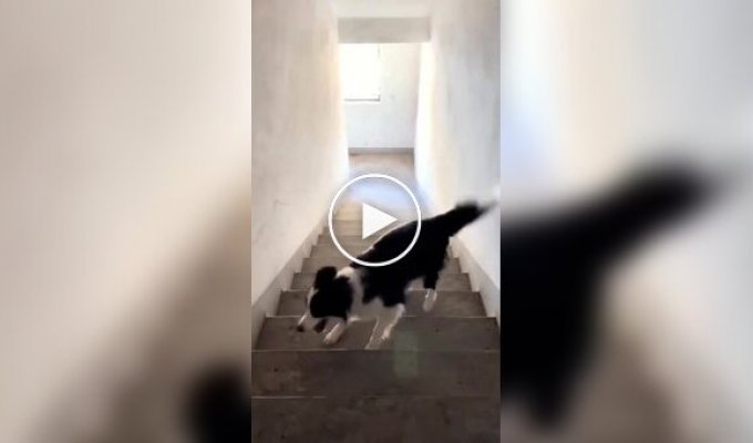 A smart dog plays with himself