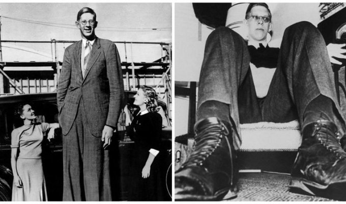 Добрый великан: самый высокий человек в мире Роберт Уодлоу (22 фото + 1 видео)
