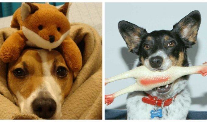 Dogs with their favorite toys (26 photos)