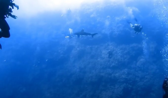 Леденящие душу крики: дайвер снял нападение акулы в Египте (3 фото + 1 видео)