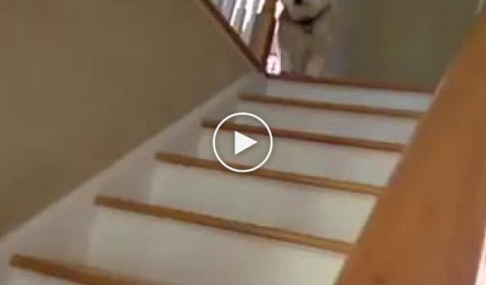 Забавная собака прыгает по ступенькам