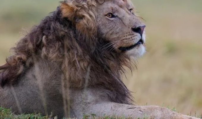 Самый модный лев (3 фото)