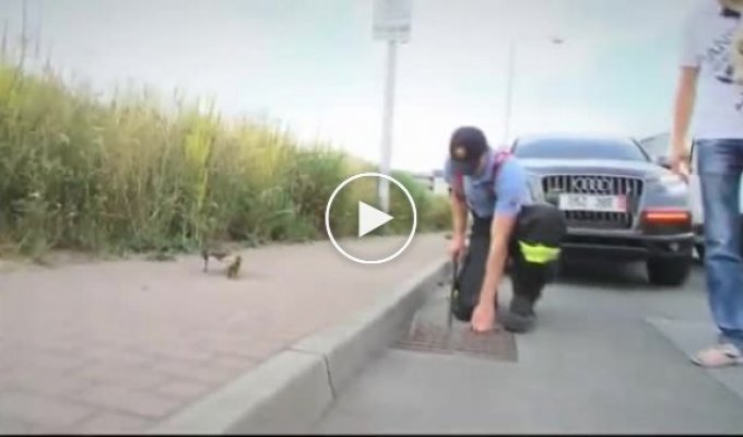 Полицейские спасают утку с утятами