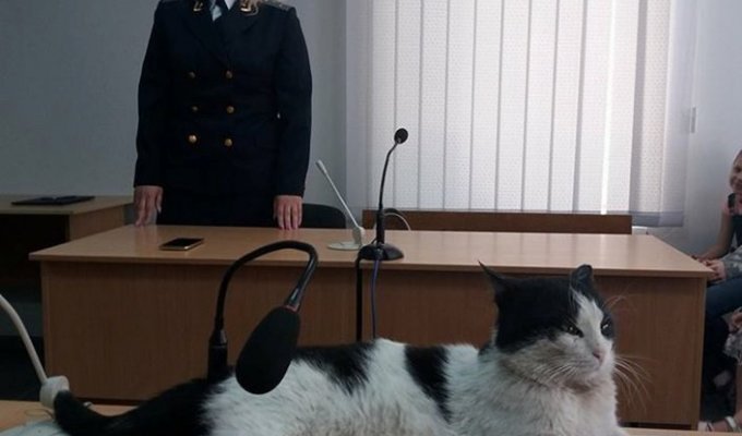В Шевченковском райсуде Запорожья судили кота Ваську за кражу колбасы (4 фото)
