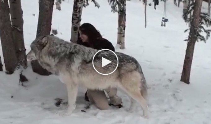 Бесстрашная девушка ласкает волка