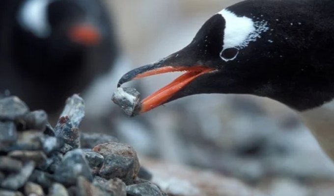 Дарение камней у пингвинов: скандальная традиция с драками, похотью и воровством! (7 фото)