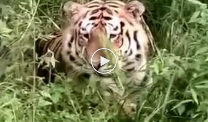 В Приморском крае тигр вышел из леса к людям