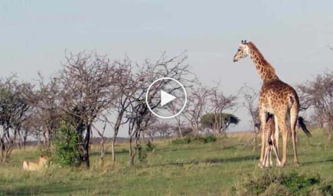 Жираф отгоняет голодных львов от своего детеныша