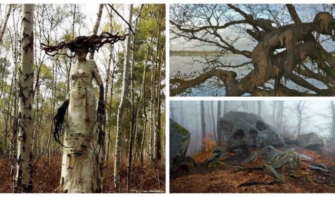 35 диковинных и неожиданных находок в лесу (36 фото)