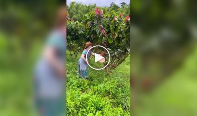 Как готовится настоящий шоколад