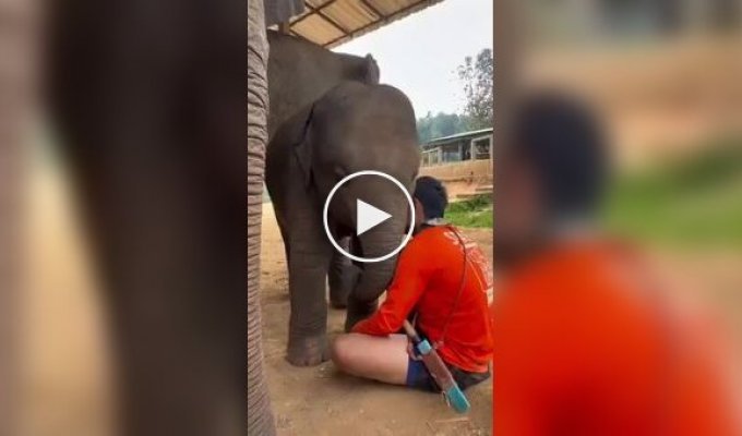 Колыбельная для слоненка