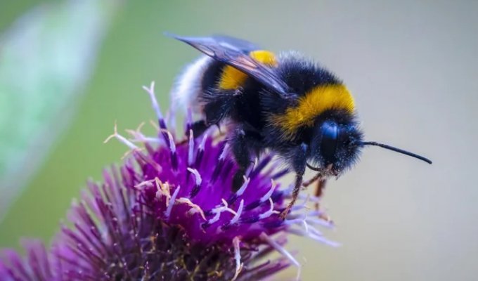 Bumblebees: New Data on the Fantastic Intelligence of These Insects (6 photos)