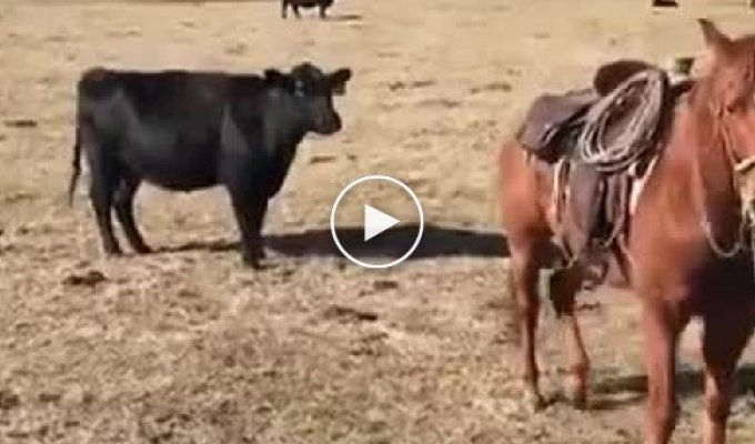 Лошадь защищает ковбоя от мамы теленка