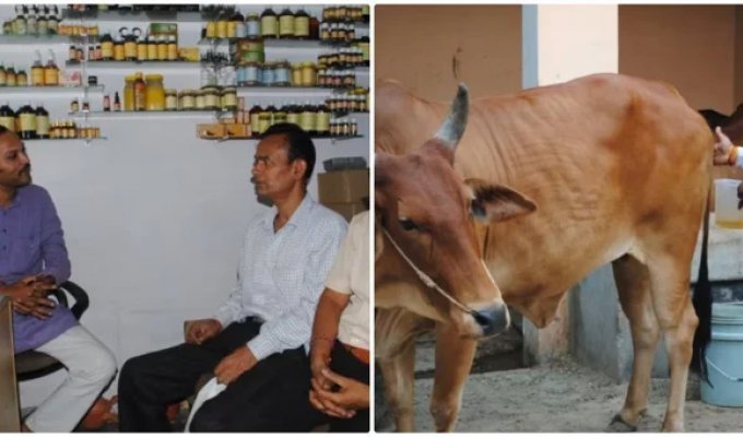 India Considers Hiring Cow Urine Tasters to Crack Down on Counterfeits (2 Photos + 1 Video)