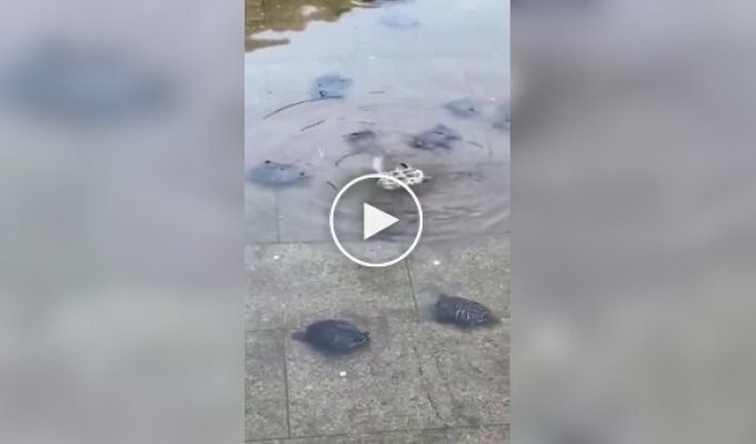 The turtles gathered to help a friend in trouble