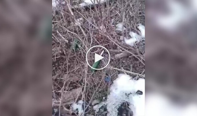 An occupier examines a PTM-3 mine, and then blows himself up on it