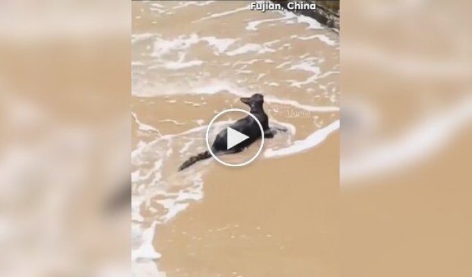 Очевидці врятували кішку, що впала в море