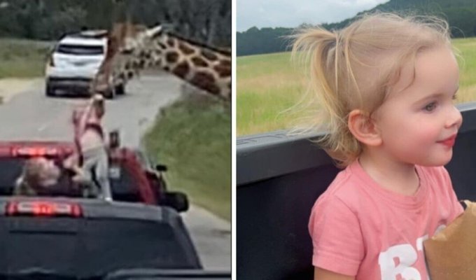 A giraffe snatched a child from a car during a safari (4 photos + 1 video)