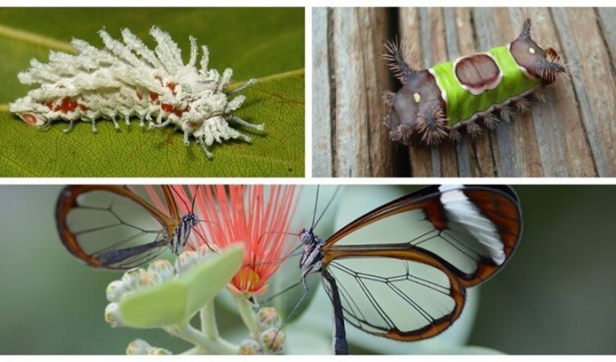 Природа удивительна: 19 превращений гусениц в бабочек (39 фото)