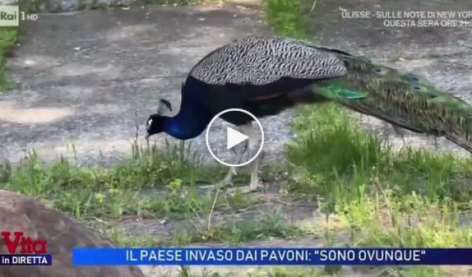 Peacock invasion in Italian city