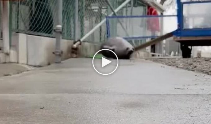 Попрыгун: как тюлени передвигаются по земле