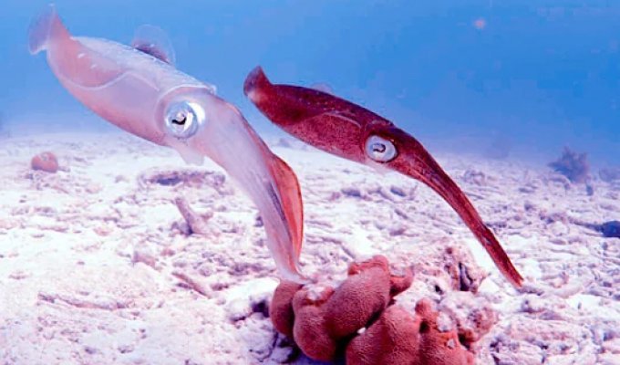 Кальмары - чем глубже, тем хуже (14 фото)