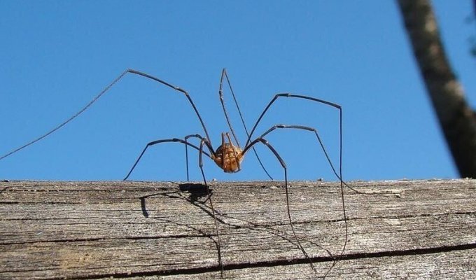Сенокосец: Что за паук живёт в каждом деревенском туалете? (6 фото + 1 гиф)