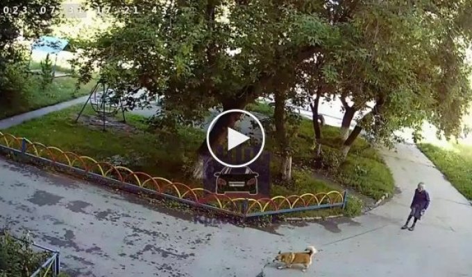 В Красноярском крае автоледи на Лексусе наехала на собаку и скрылась