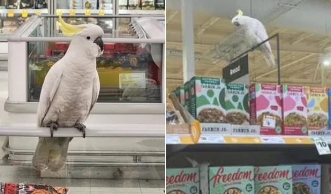 A bird lived in a supermarket for four weeks: it is forbidden to drive it out by force by law (3 photos)