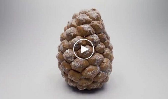 300 дней роста семечки