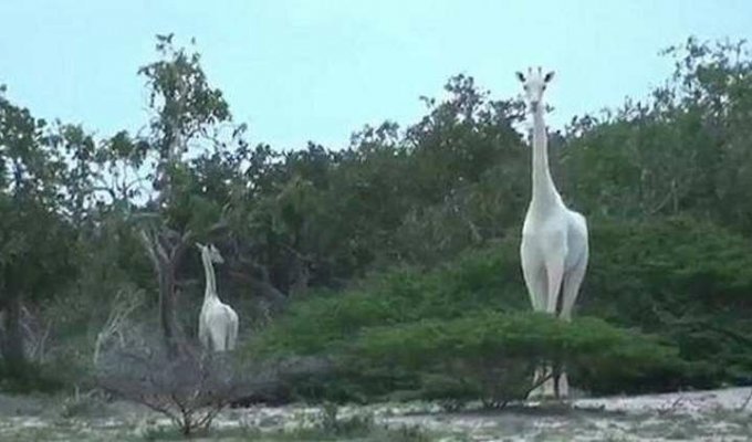 Единственный в мире белый жираф был убит браконьерами (2 фото + 1 видео)