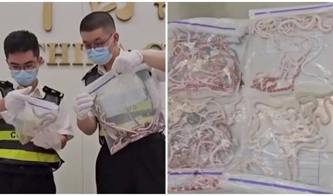 Китаец пытался незаконно перевезти в штанах около 100 змей (2 фото + 1 видео)