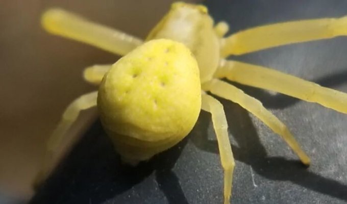 “Resembles a crab”: yellow spiders with a unique ability invade people’s homes (3 photos)